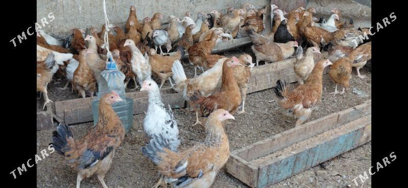 towuk juje - Кипджак - img 1