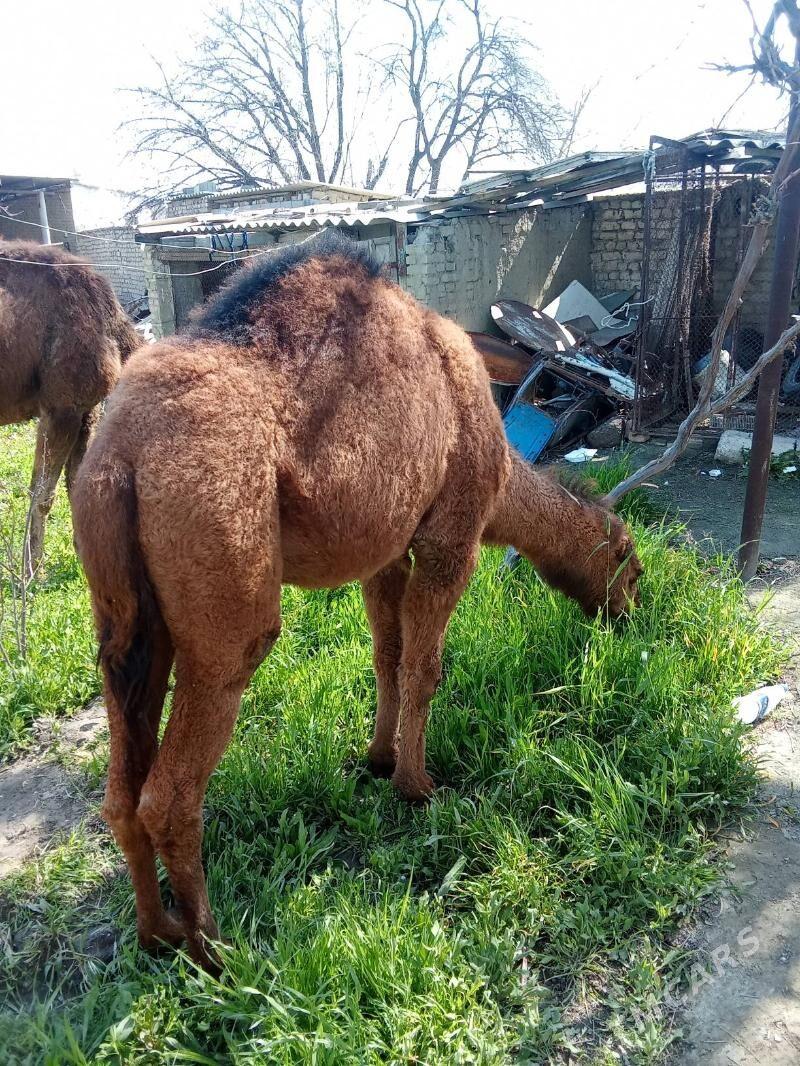 Owşuk - Bäherden - img 1