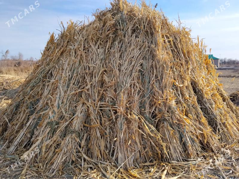 Mal ot - Губадаг - img 1