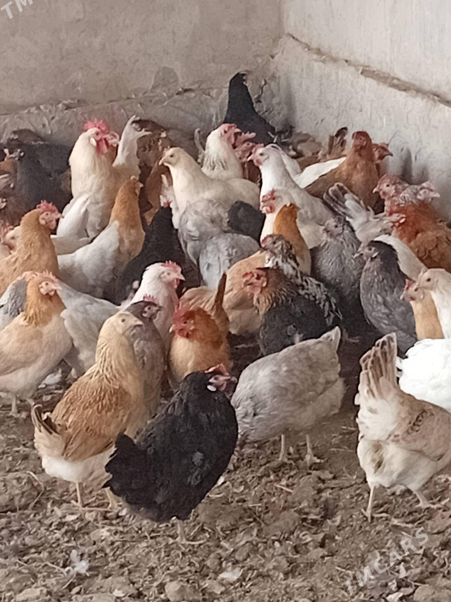 towuk - Халач - img 1