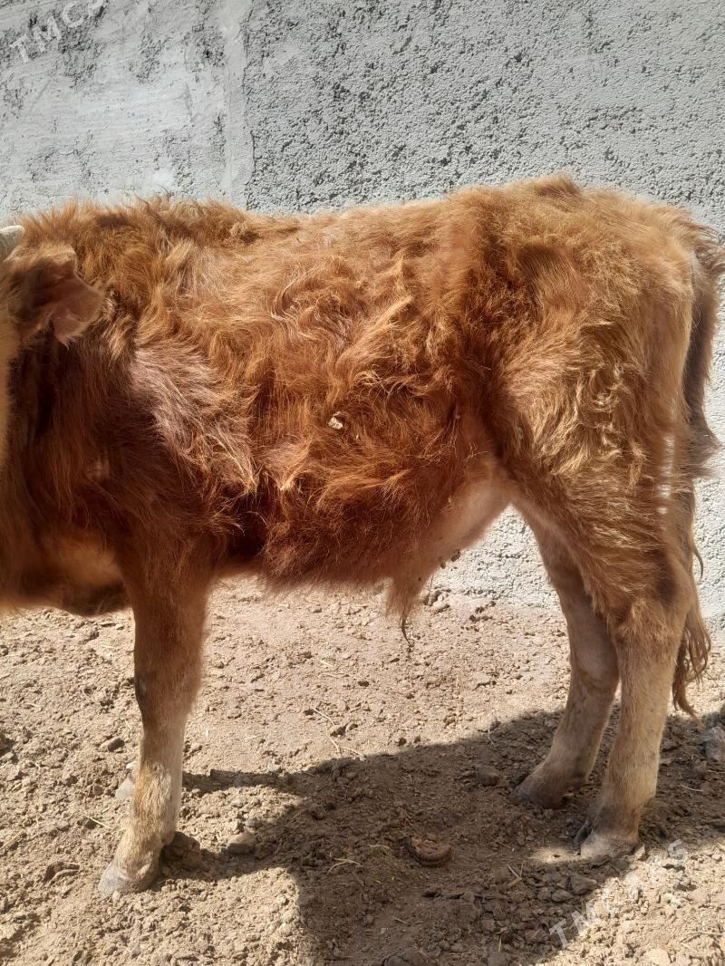 okuzce - Гызыларбат - img 1