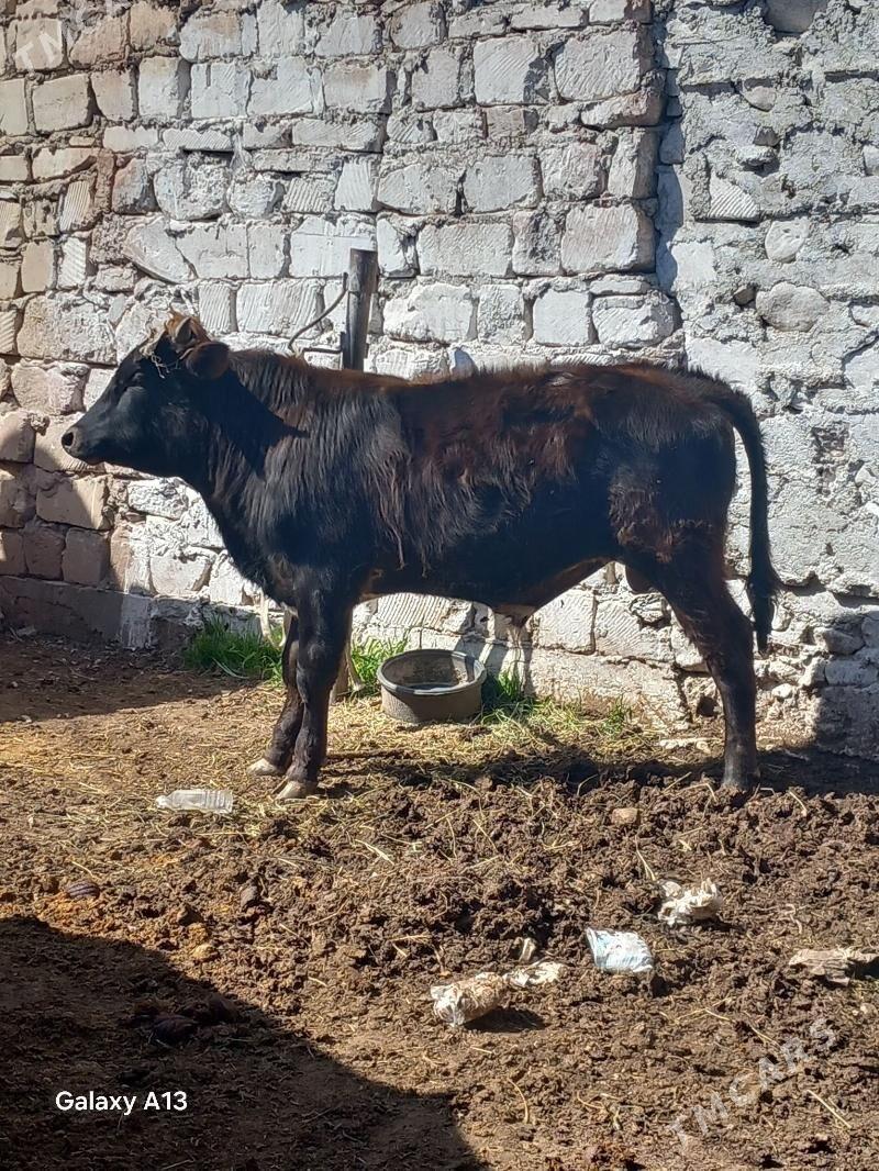 semiz okuz - Balkanabat - img 1