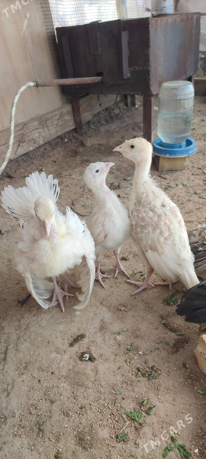 induk - Сакарчага - img 1