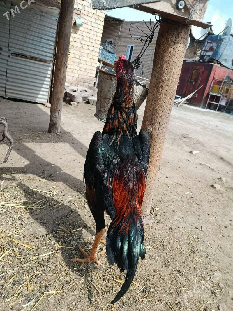 baysy horaz juje - Çärjew - img 1