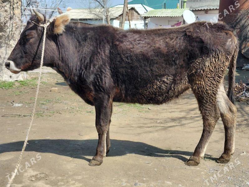 sygyr - Багир - img 1