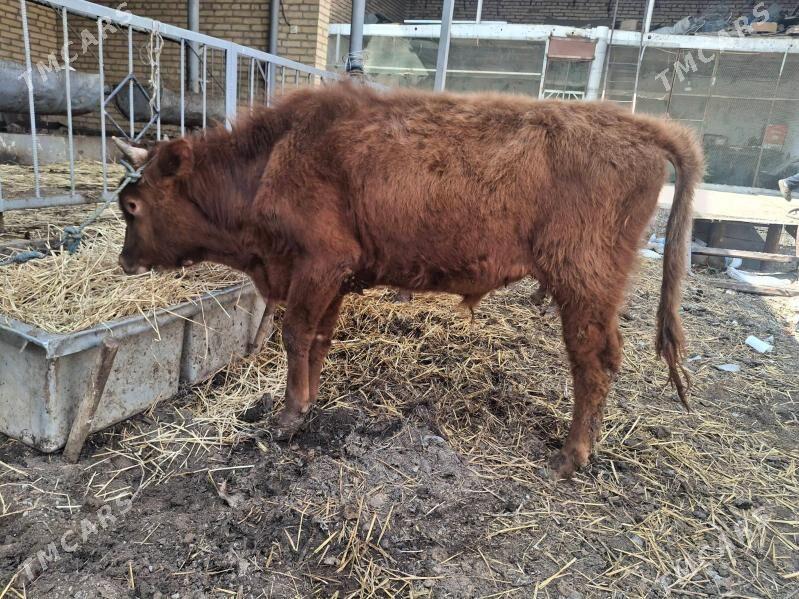 okuz - Чарджоу - img 1