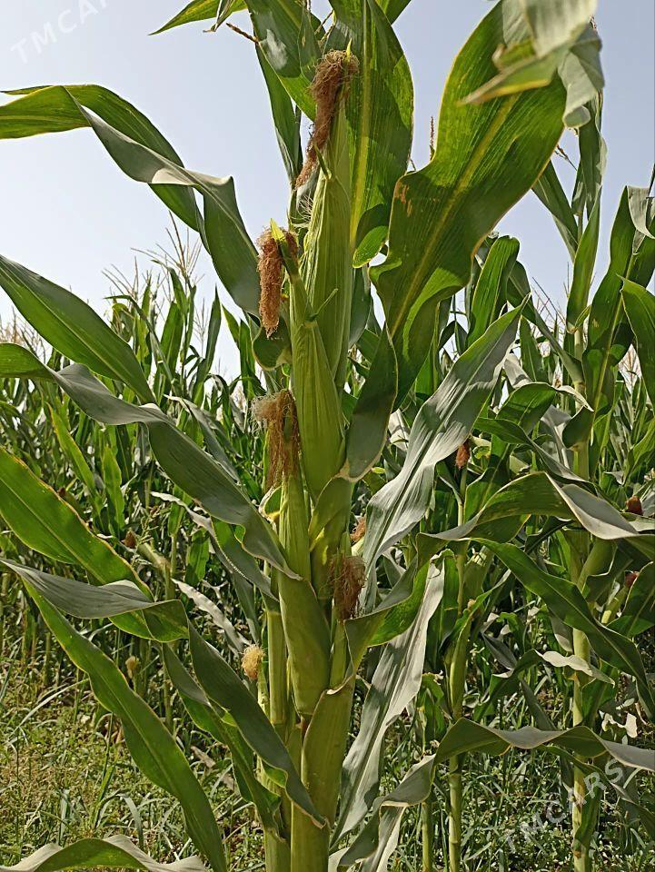 Mekge tohum - Сакар - img 1