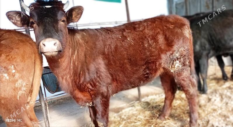 Baklyk 5*315 mln - Туркменабат - img 1