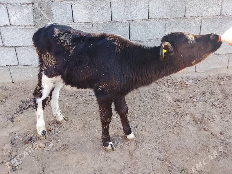 goleler - Бузмеин - img 1