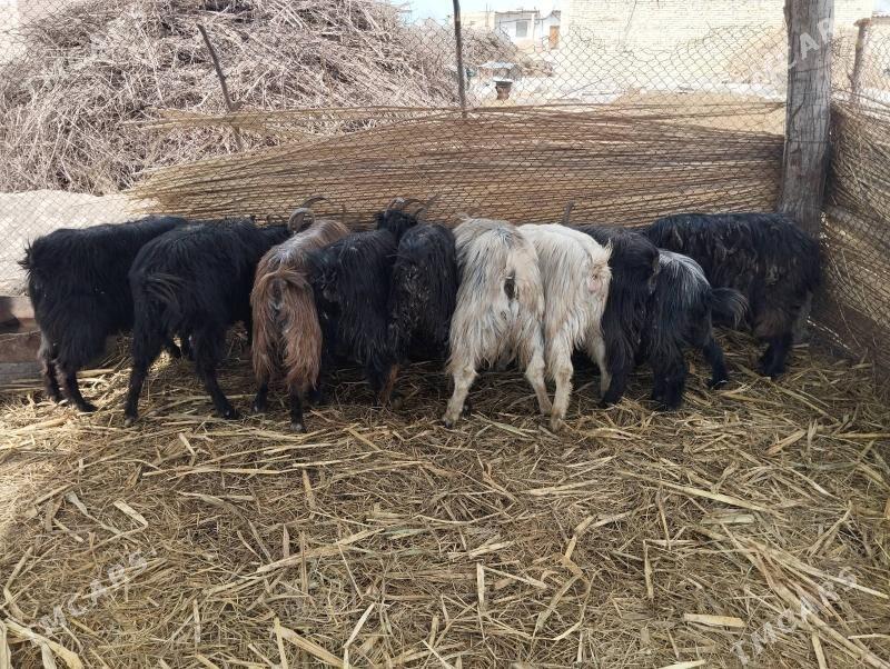 овлаклы богаз Иш ташлан - Сакар - img 1