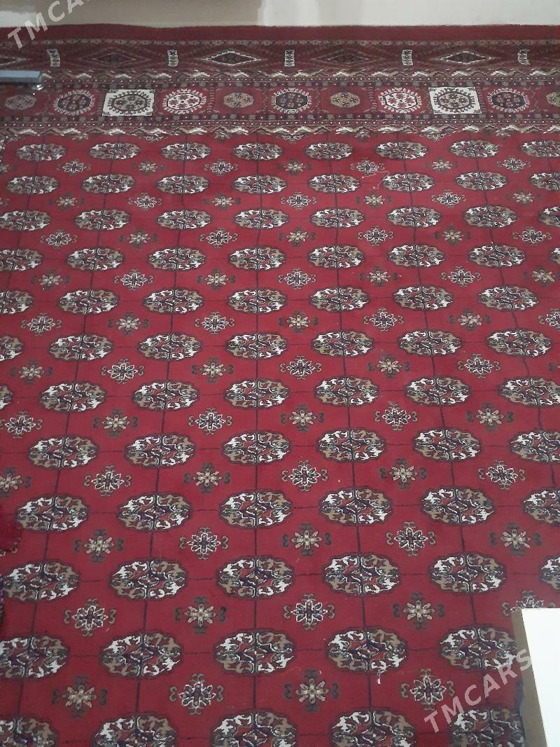 haly - Büzmeýin - img 1