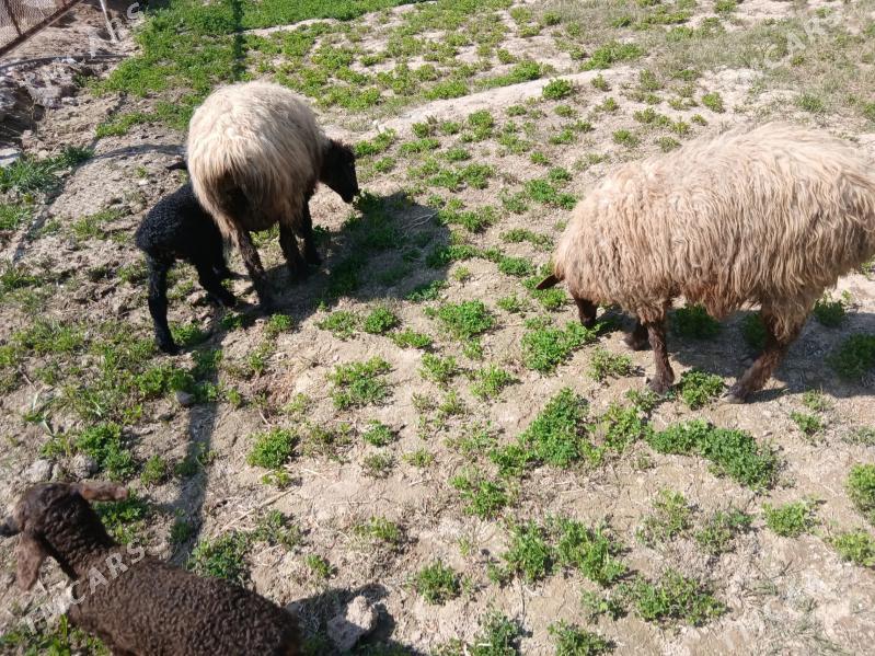 guzyly goyun - Байрамали - img 1