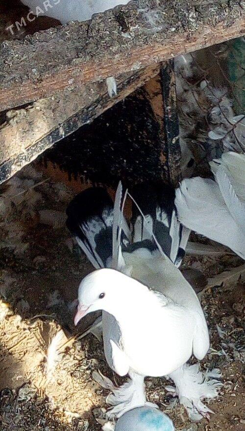 Kepderi - Чоганлы - img 1