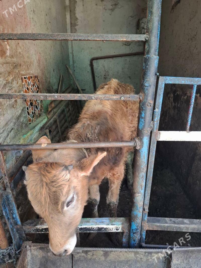 Öküz - Hitrowka - img 1