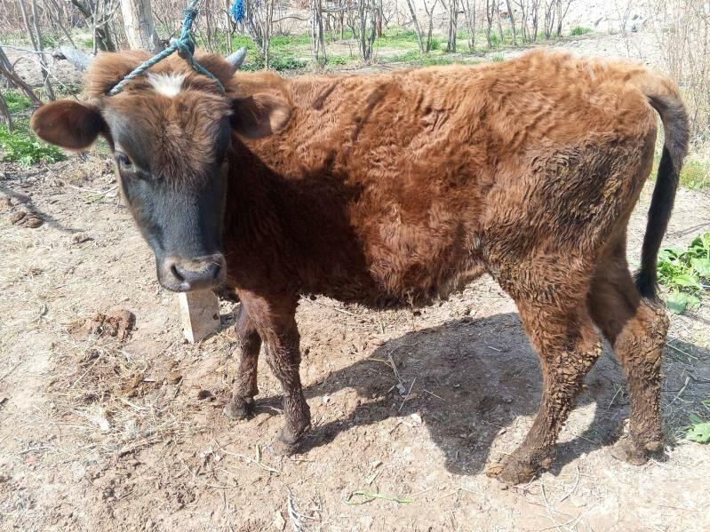 ÖKÜZ.SAGLYK MAL. - Türkmenabat - img 1