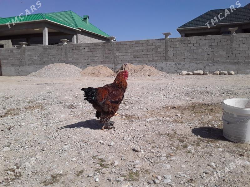 Brama horaz - Balkanabat - img 1