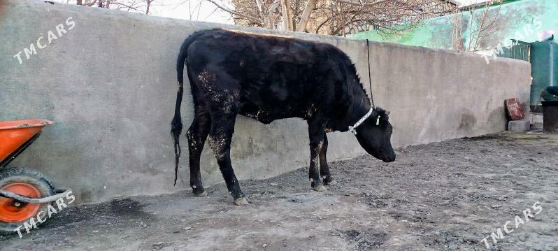 Gibrit tuwe sygyr - Бахарден - img 1