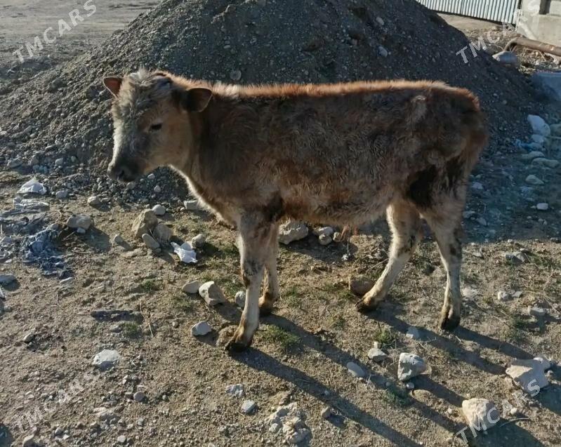 öküzje - Балканабат - img 1