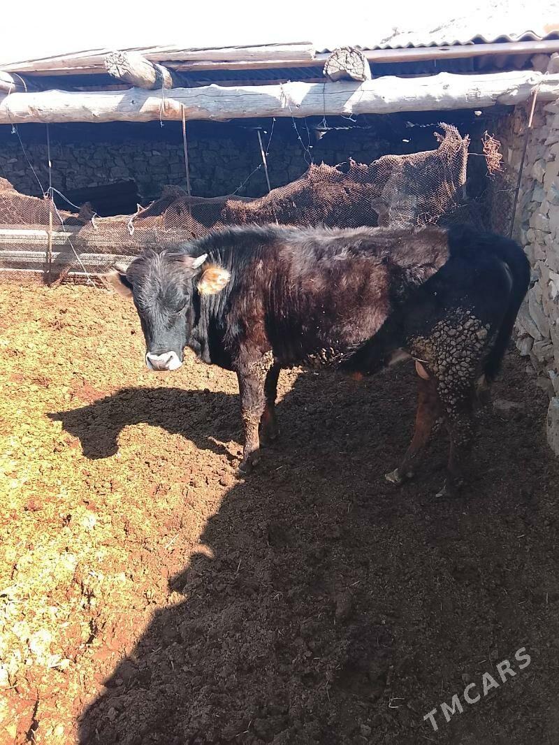 okuz - Gyzylarbat - img 1