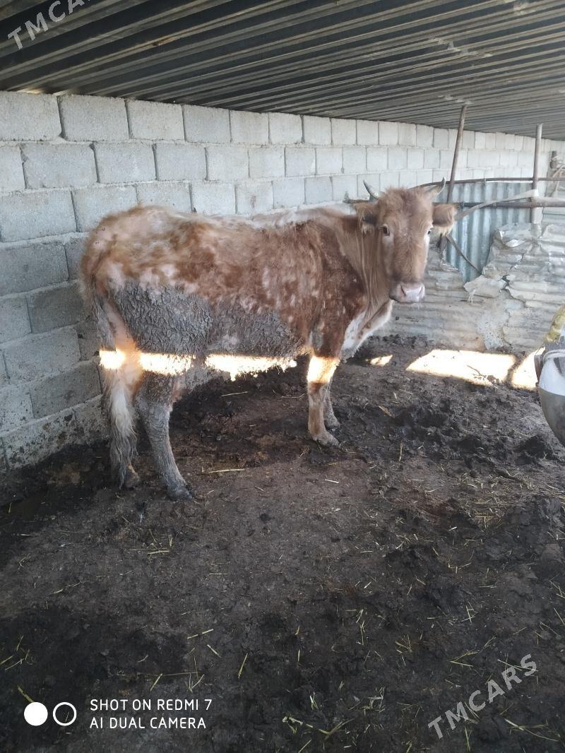 sygyr - Туркменбаши - img 1