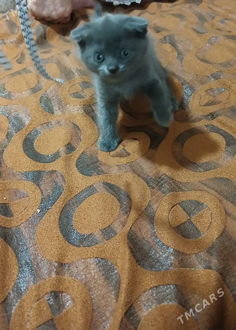 катенок - Mary - img 1