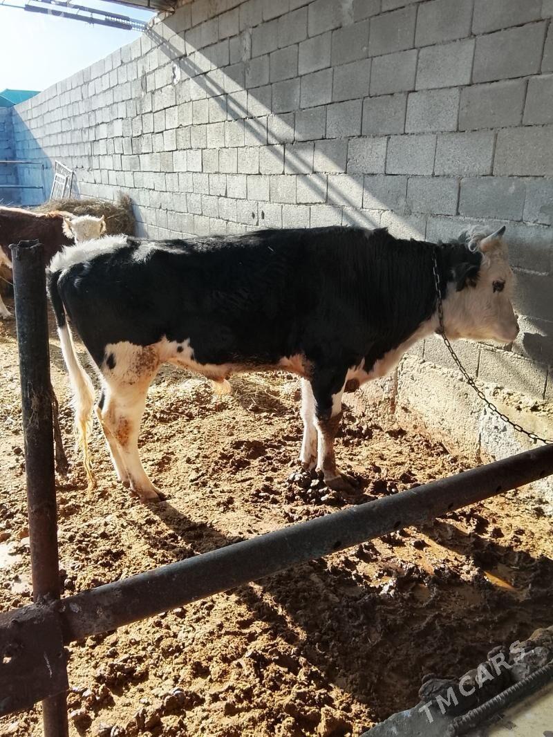 okuz - Herrikgala - img 1