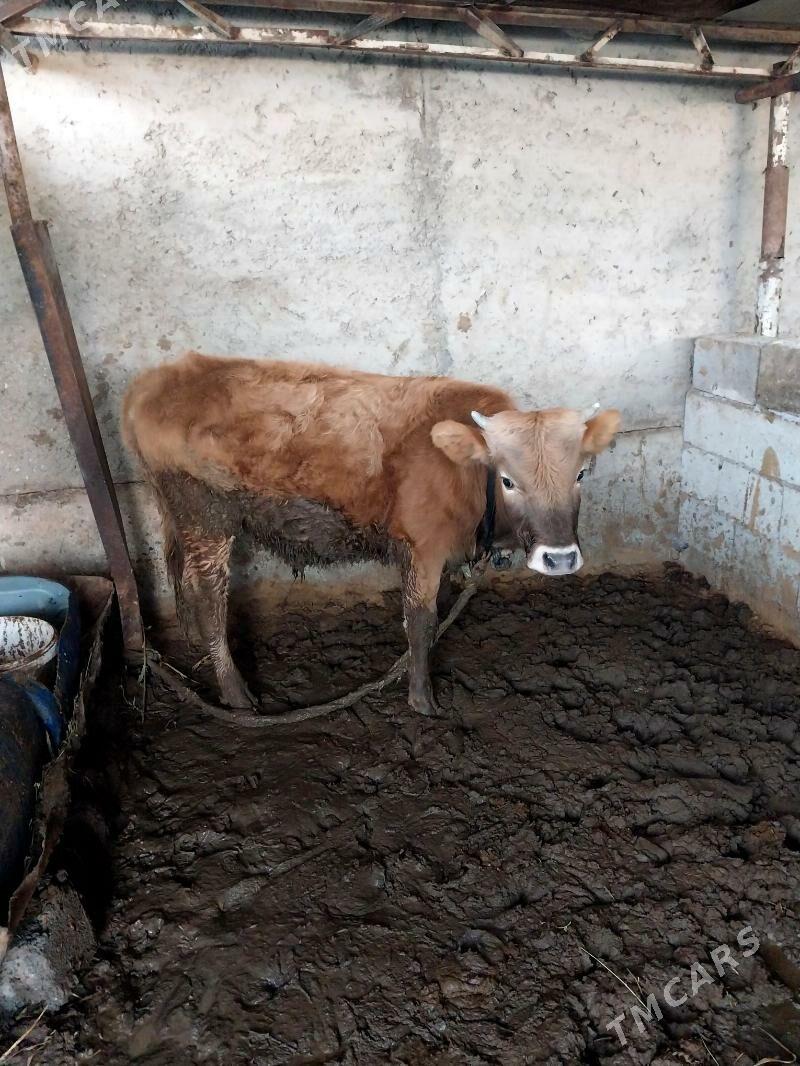 siwes Okuz - Aşgabat - img 1