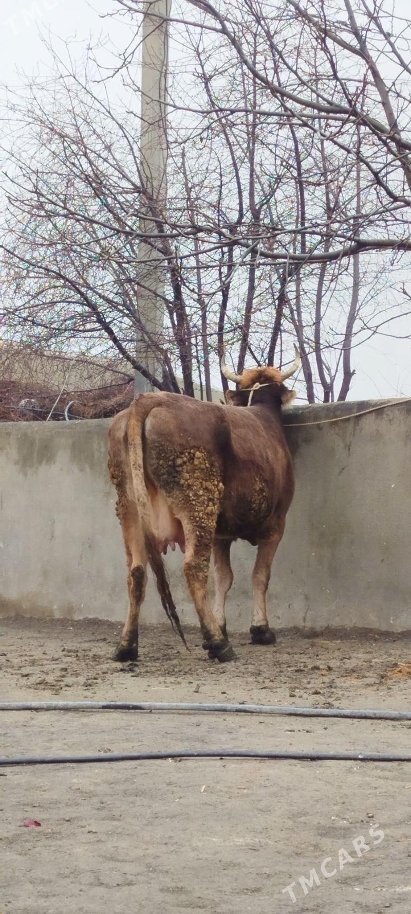 arassa şiwit Bogoz sygyr - Бахарден - img 1