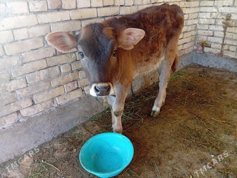 sygyr göleli - Gökdepe - img 1