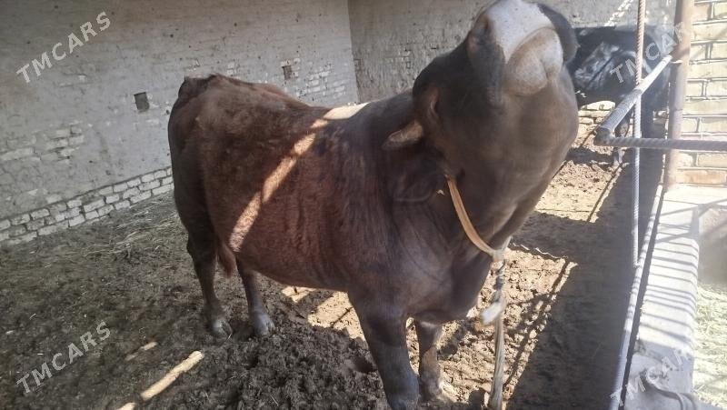 okuz - Wekilbazar - img 1