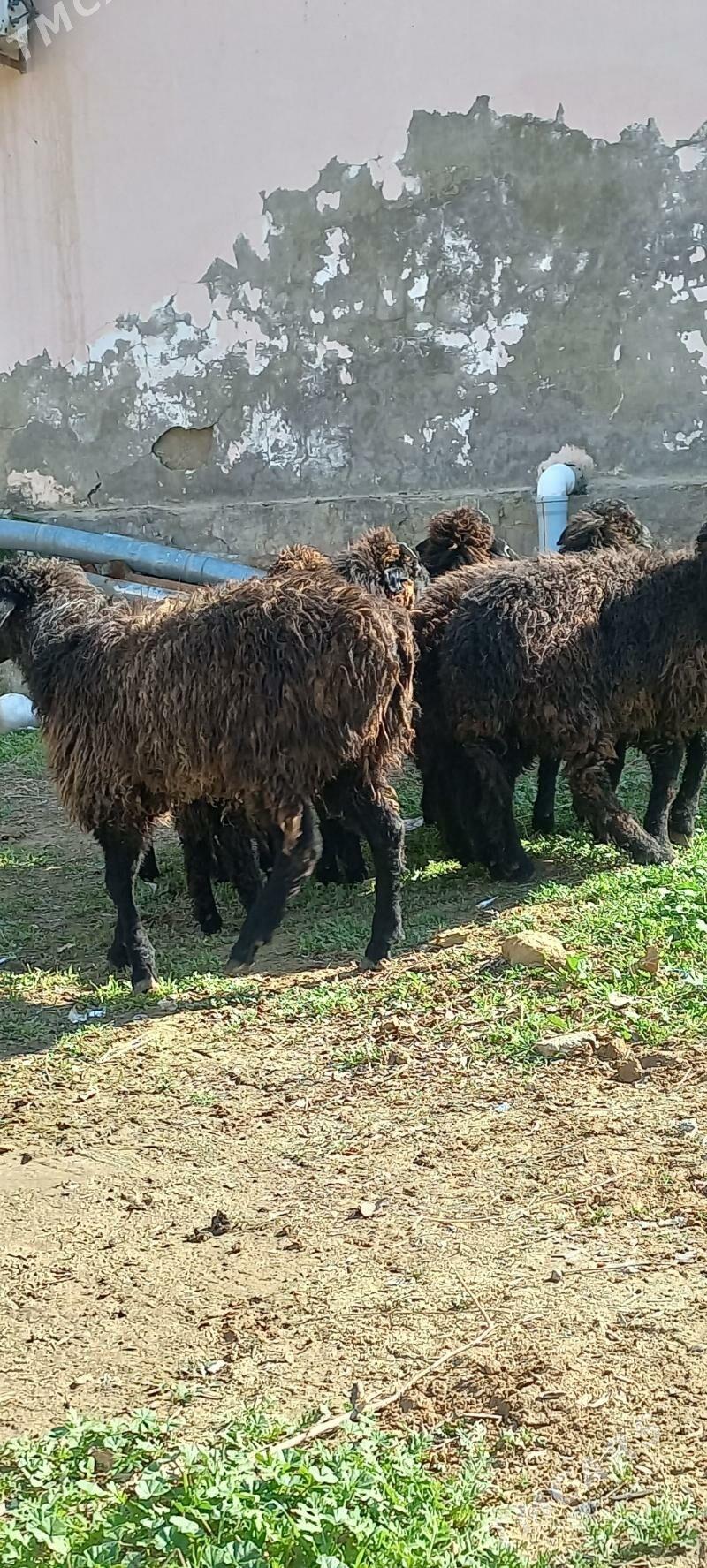 goyun garakol - Ашхабад - img 1