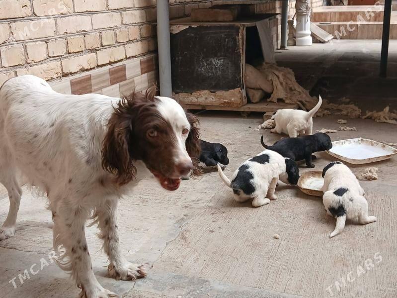 Щенки - Туркменабат - img 1