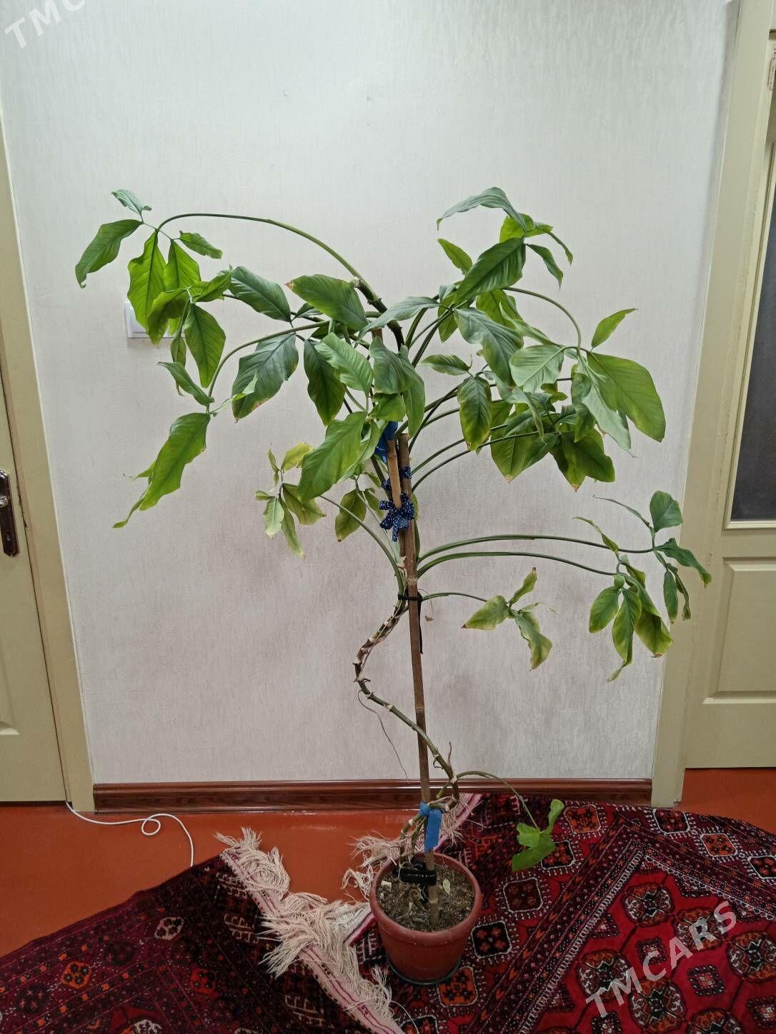 Растение, domaşnyy gül - Ашхабад - img 1