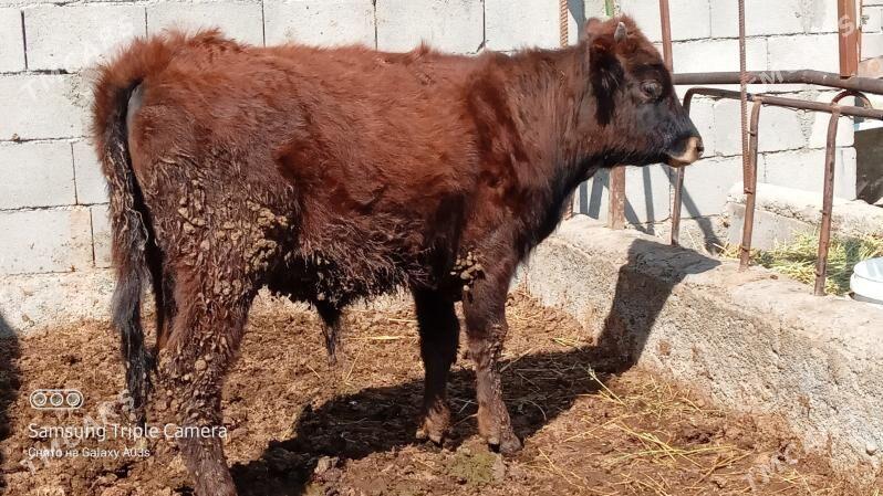 ÖKÜZ - Gökdepe - img 1