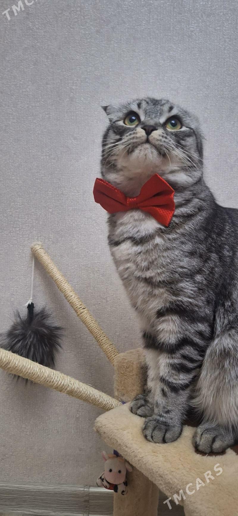 pişik - Türkmenbaşy - img 1