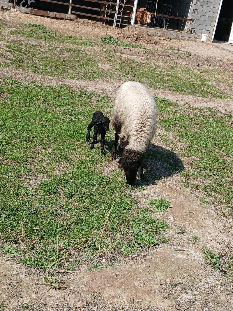 Guzyly goyyn - Ашхабад - img 1