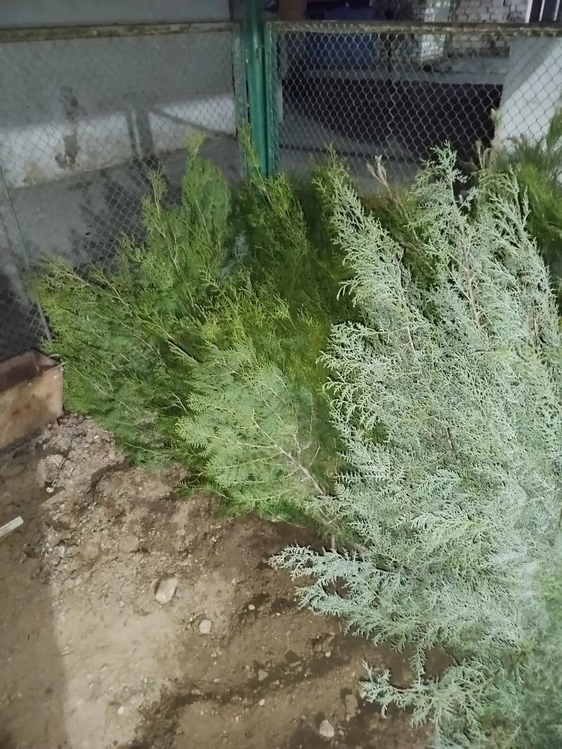 tuýa, arizon, sosna - Türkmenbaşy - img 1