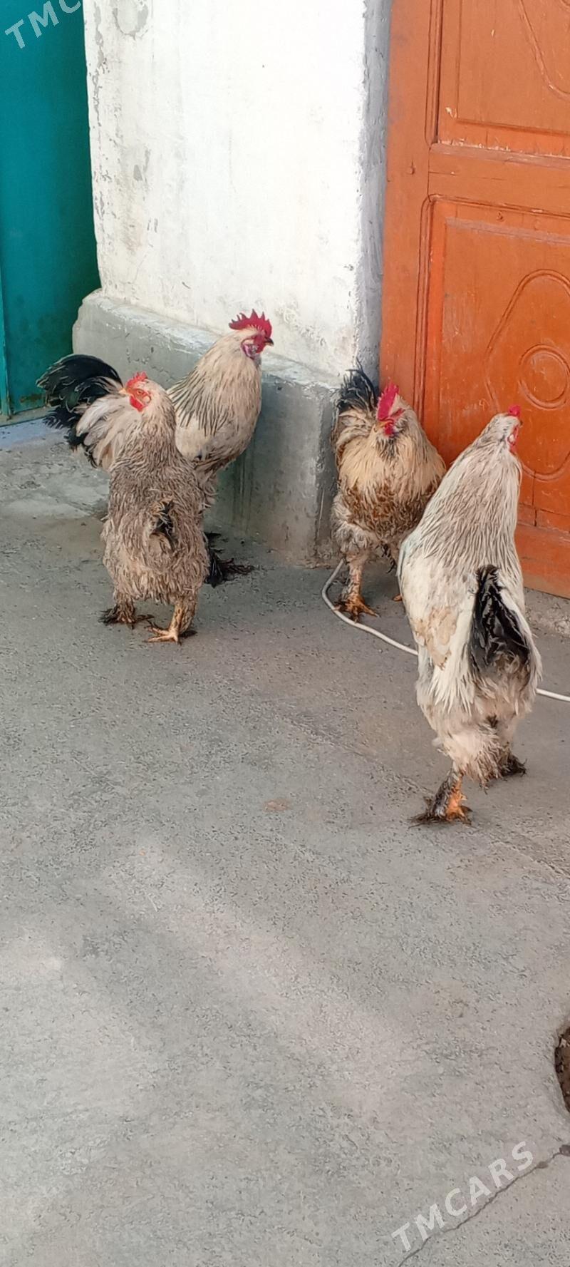 Brama horaz - Hitrowka - img 1