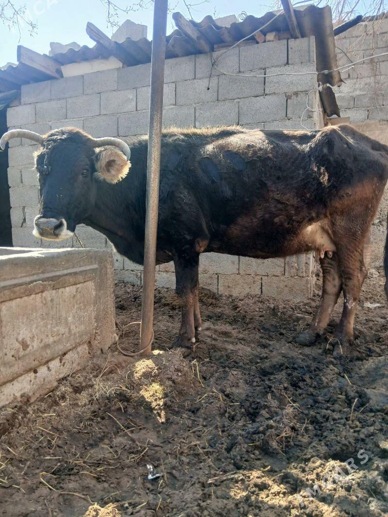 AGYR BOGAZ SYGYR - Çoganly - img 1