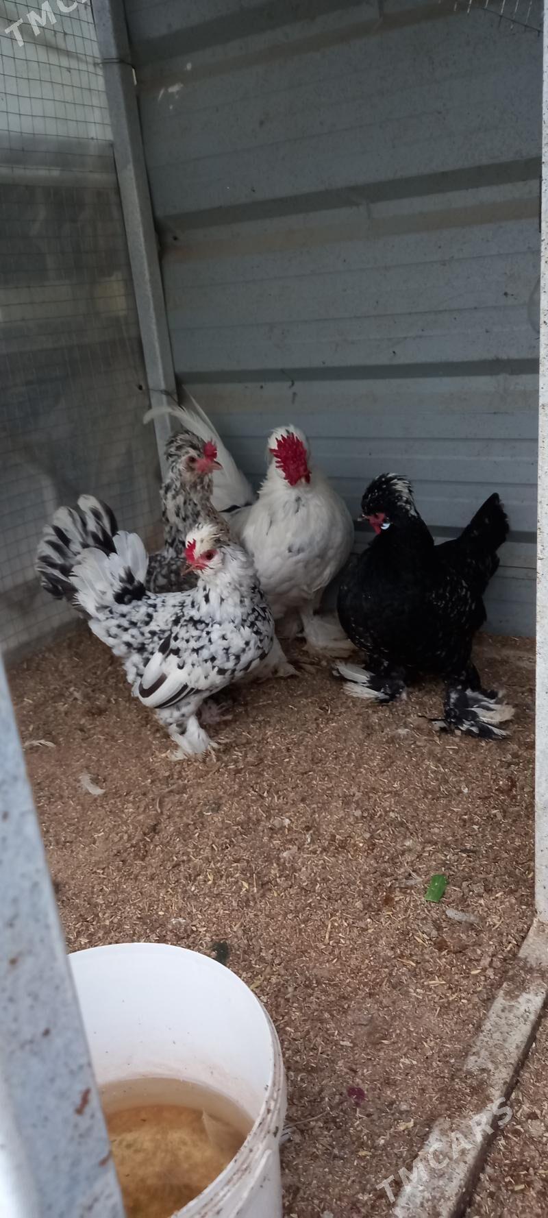 Karlik towuk - Büzmeýin - img 1