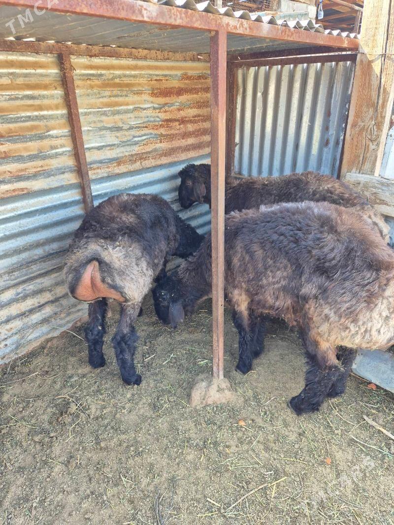 issek - Ашхабад - img 1