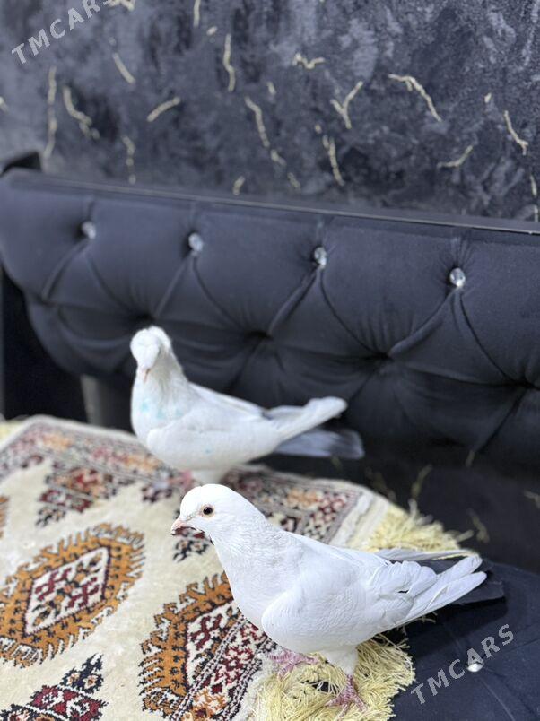 Голуби - Туркменабат - img 1