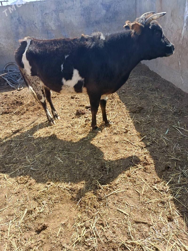 sygyr - Balkanabat - img 1