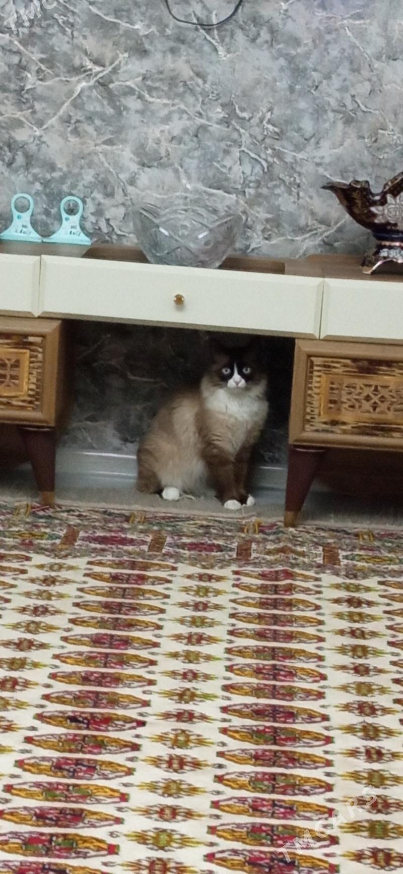 pişik - Aşgabat - img 1