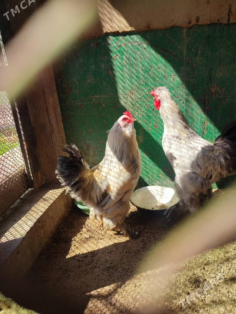 Brama balakly - Ашхабад - img 1