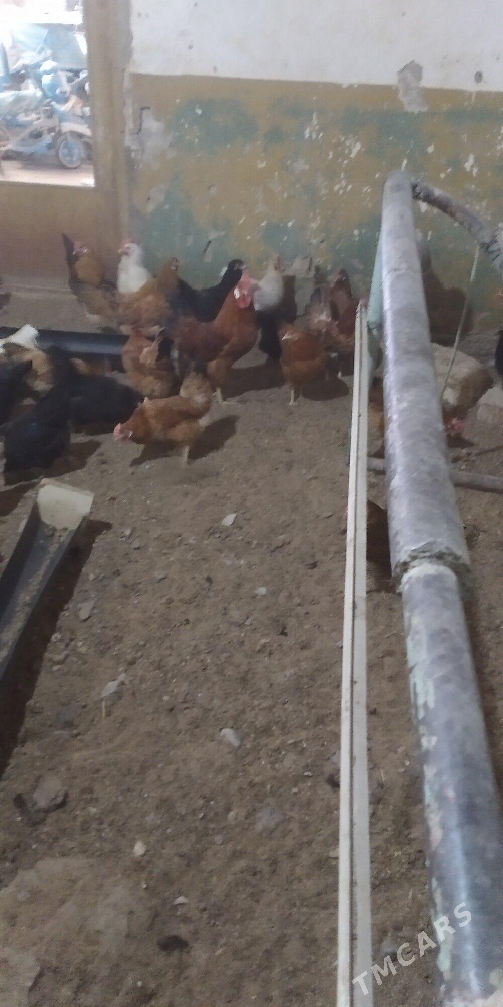 Elin ýumurtga - Гызыларбат - img 1