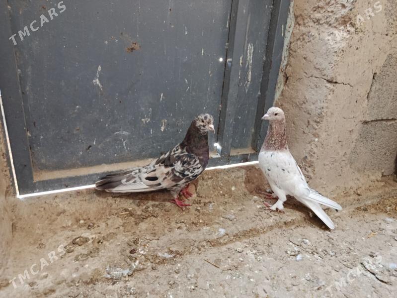 kepderi. - Гызыларбат - img 1