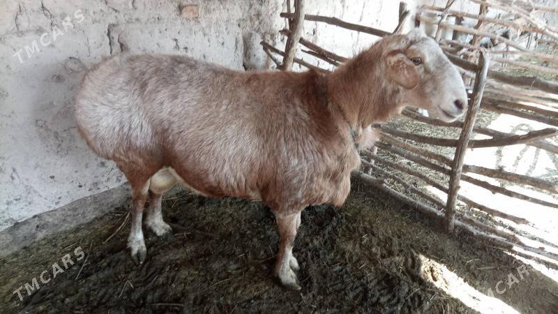 goc - Hojambaz - img 1