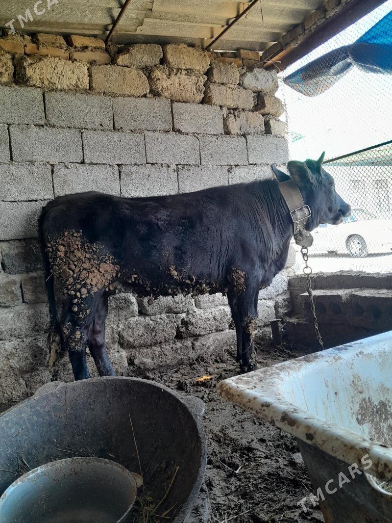 tuwe - Гёкдепе - img 1