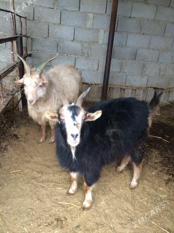 Geçi - Бахарден - img 1